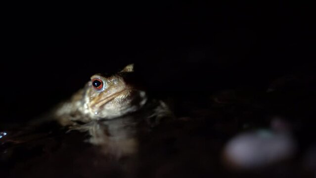 little toad in the water of a creek at night. High quality 4k footage
