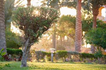 Closeup of green tropical plants in summer garden