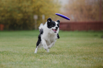 Dog frisbee. Dog catching flying disk in jump, pet playing outdoors in a park. Sporting event, achievement in sport