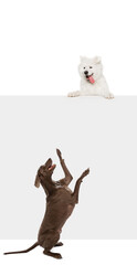 Two funny dogs of different breeds playing, sitting and jumping isolated over white studio background. Concept of motion, action, pets love, animal life.