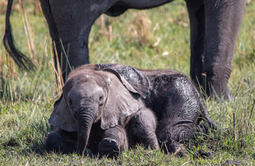 Elephant calves playing in a mud hole