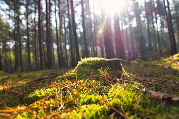 Sunlight falling through a forest of pine trees. Trees and moss on the forest floor