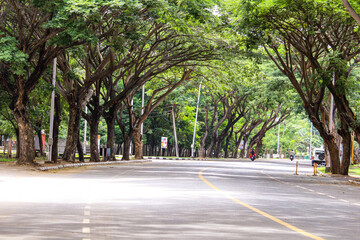 Beautiful Roads with Trees on Both Sides   