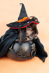 a charming rabbit in a sorceress hat sits in a cauldron on an orange background in a black cloak...