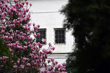 Blooming magnolia tree in a spring garden.	
