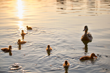 Wild duck family of mother bird and her chicks swimming on lake water at bright sunset....
