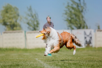 Dog frisbee. Dog catching flying disk in jump, pet playing outdoors in a park. Sporting event,...