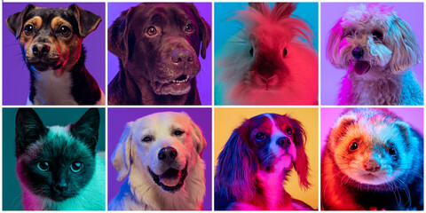 Set of images of cute dogs of different breeds, cat and rabbit on multicolored background in neon...