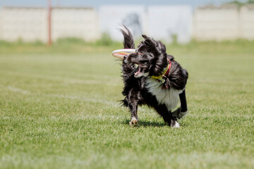 Obraz na płótnie Canvas Dog frisbee. Dog catching flying disk in jump, pet playing outdoors in a park. Sporting event, achievement in sport