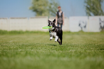 Obraz na płótnie Canvas Dog frisbee. Dog catching flying disk in jump, pet playing outdoors in a park. Sporting event, achievement in sport