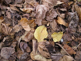 Maple and linden leaves on a ground area with foliage in autumn