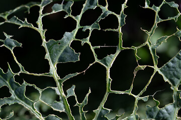 Close up, detail and background of a green cabbage leaf that has been eaten by pests. The skeleton...