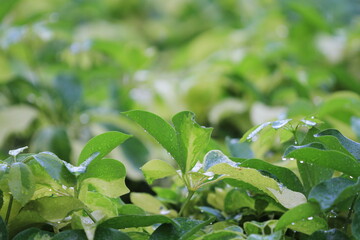 the Green plant leaf background, nature concept