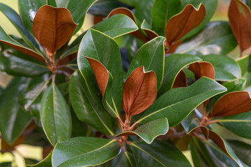 Close up of the leaves of a southern magnolia tree.