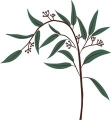 Greenery Eucalyptus vector