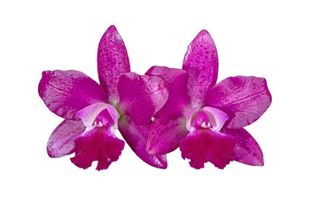 orchid