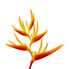 bird of paradise