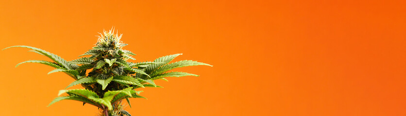 Marijuana plants long banner. Beautiful tropical cannabis background. New look on agricultural...