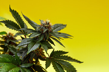 Close up macro of top bud of cannabis plant ready to harvest. On yellow background.