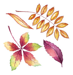 Fall leaf. Watercolor clipart. Hand-painted illustration