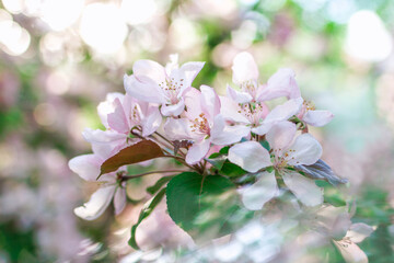 Beautiful blossom pink apple tree flowers in springtime under sunlight, close up.