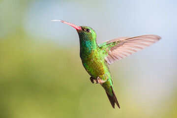 Fototapeta na wymiar Male Blue-tufted Starthroat hummingbird (Chlorostilbon lucidus), south american species. Argentine birds.