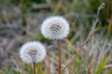 Two dandelions growing in green grass, their seeds are visible and the background is intentionally out of focus or blurred