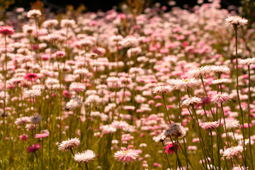 Australian Wildflowers - Pink and White Everlastings. Native to Western Australia the pink and...