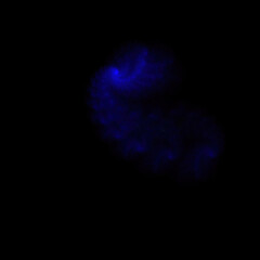 Colorful fractal nebula dust on black background