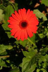 Bright Gerbera (Transvaal) Daisy flower growing in a garden. Red petals, tall stem, bright warm afternoon sunlight
