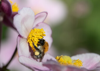 Close up of a small wild honey bee sitting on a pink autumn anemone looking for pollen.