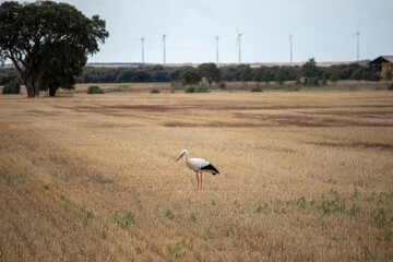 stork in the field