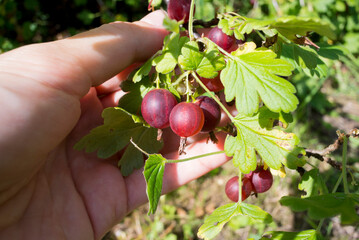 Female hand holding a bunch of gooseberries on a bush on a sunny day