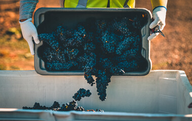 Cabernet grapes 