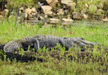 Alligator Near Pond