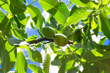 Photography on theme beautiful nut branch walnut tree