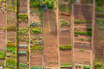 Des jardins de potager en vue aérienne