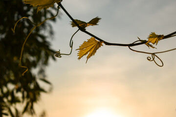 Veins on a leaf of grapes in sunlight on a blurred background, grape mustache, vine