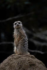 Fototapeta premium Meerkat standing up Africa