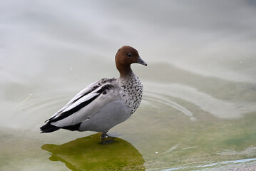 Side view of a male Australian wood duck standing in shallow waters by the shore of a lake