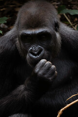 Gorilla close up