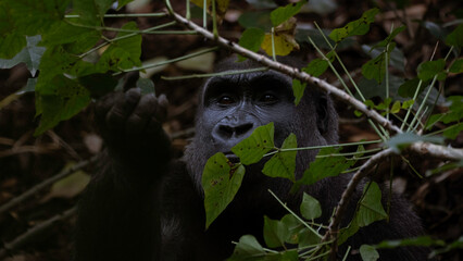 Gorilla close up