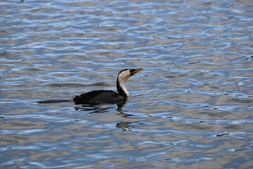 Side view of a soaked little pied cormorant sitting in the middle of a shimmering lake, its head tilted slightly upwards