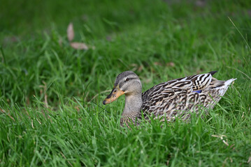 Naklejka na ściany i meble A hybrid dabbling duck, with speckled bill and patterned plumage, laying serenely on a patch of grass