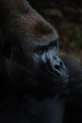 Gorilla close up
