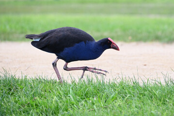 Side view of a purple swamphen, or pukeko, in mid-stride as it travels on grass running alongside a path in a park
