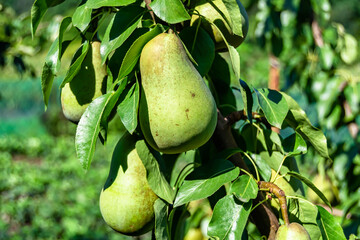 Photography on theme beautiful fruit branch pear tree
