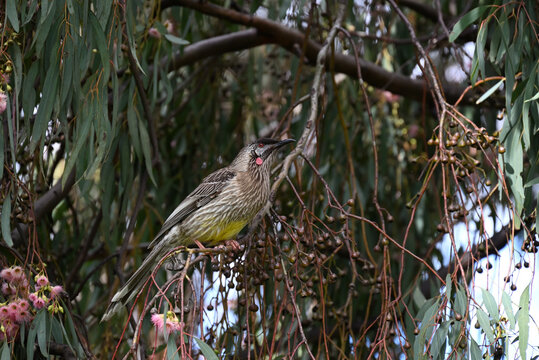Red wattlebird perched on a branch in a flowering gum tree, surrounded by flowers, gumnuts, leaves