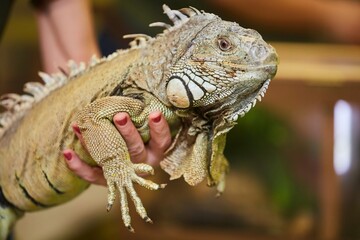 An iguana in the hands of a man. Exotic animals in the house.