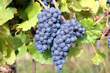 Rote Trauben am Weinstock